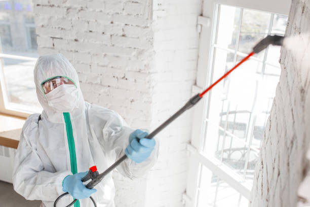 Why You Should Choose Our Mold Remediation Services in Bicknell, IN